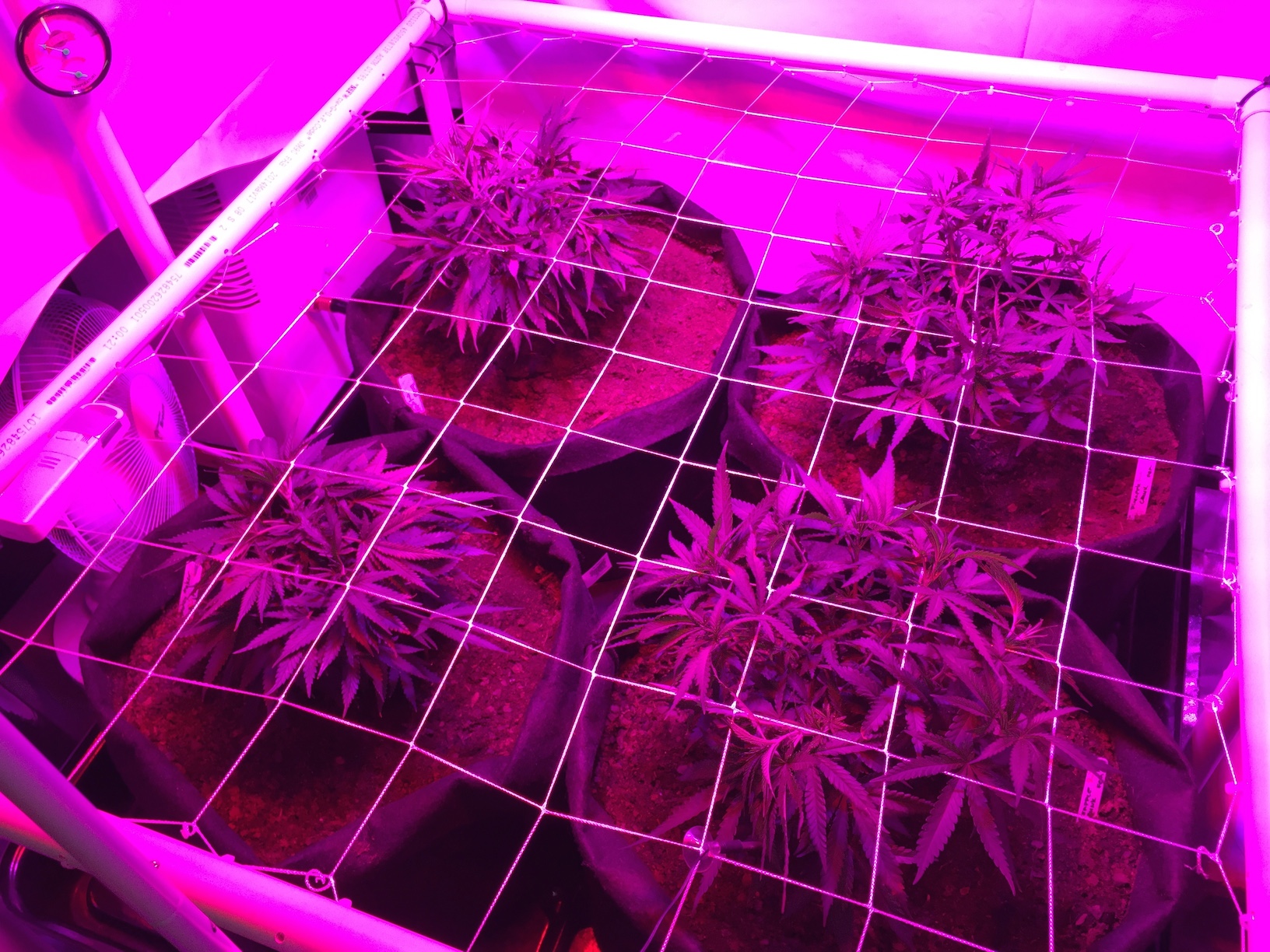 postscrog.jpg