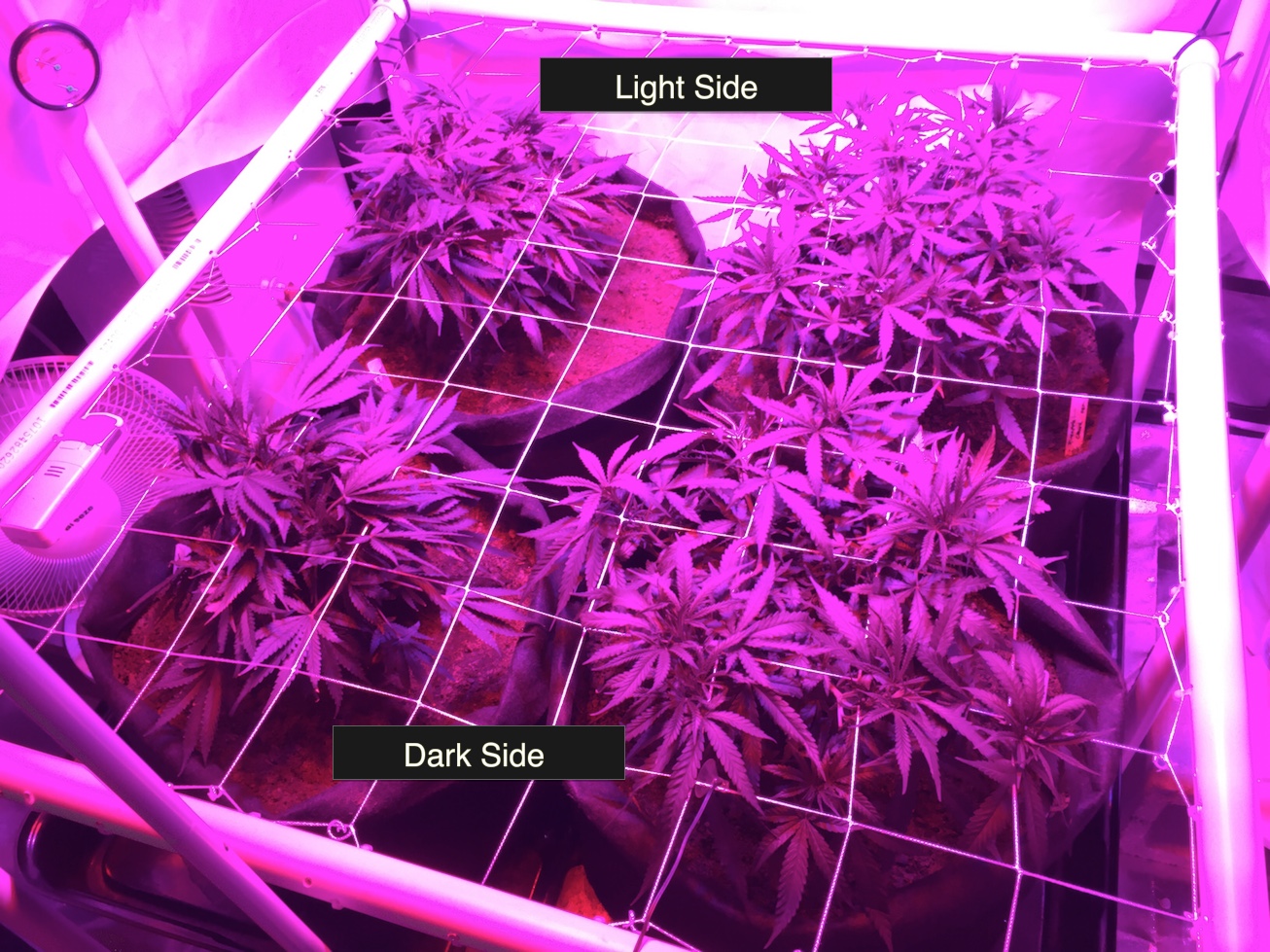 plants under uneven LED lighting.jpg