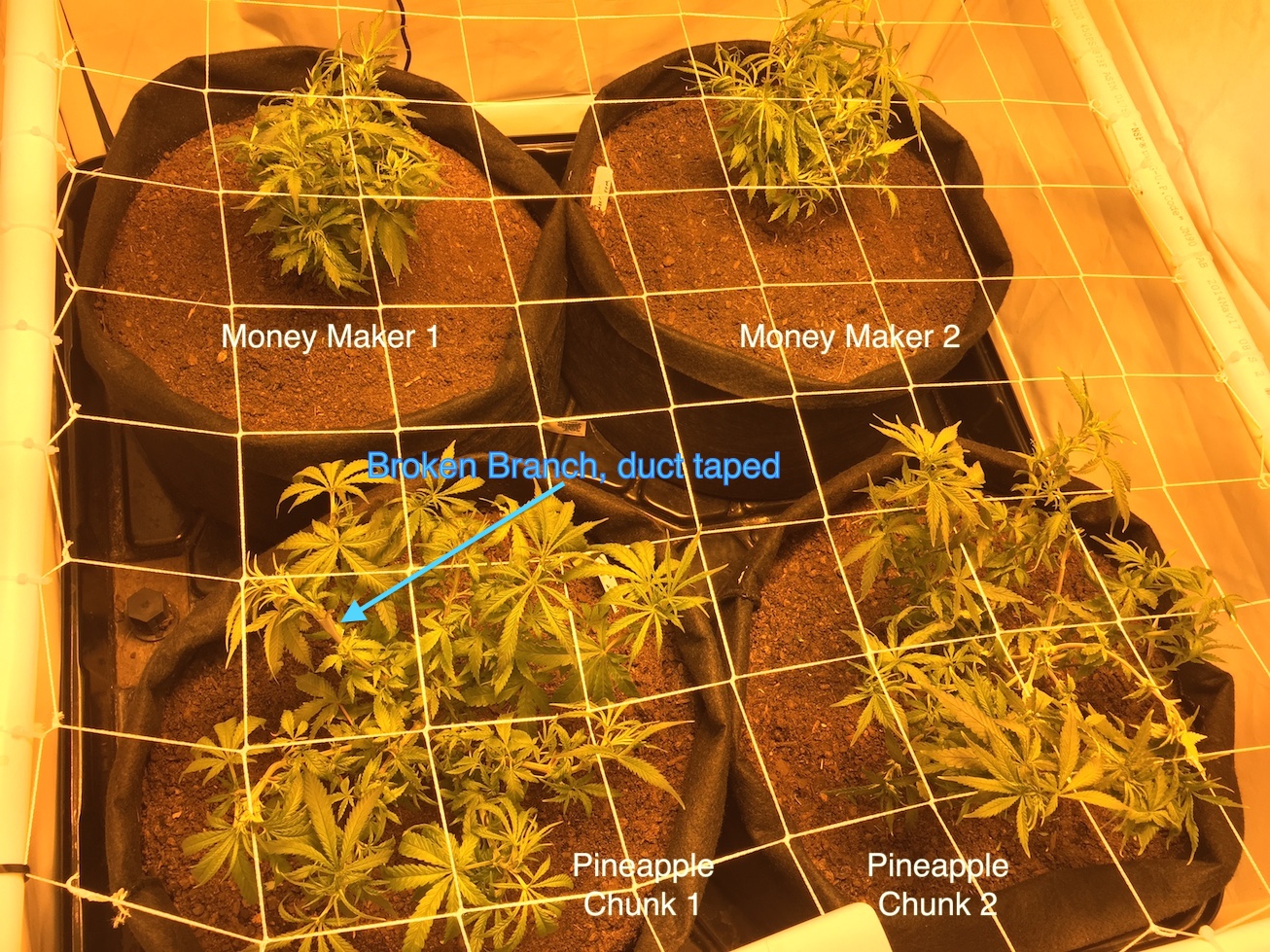 Garden under 1000w HPS.jpg