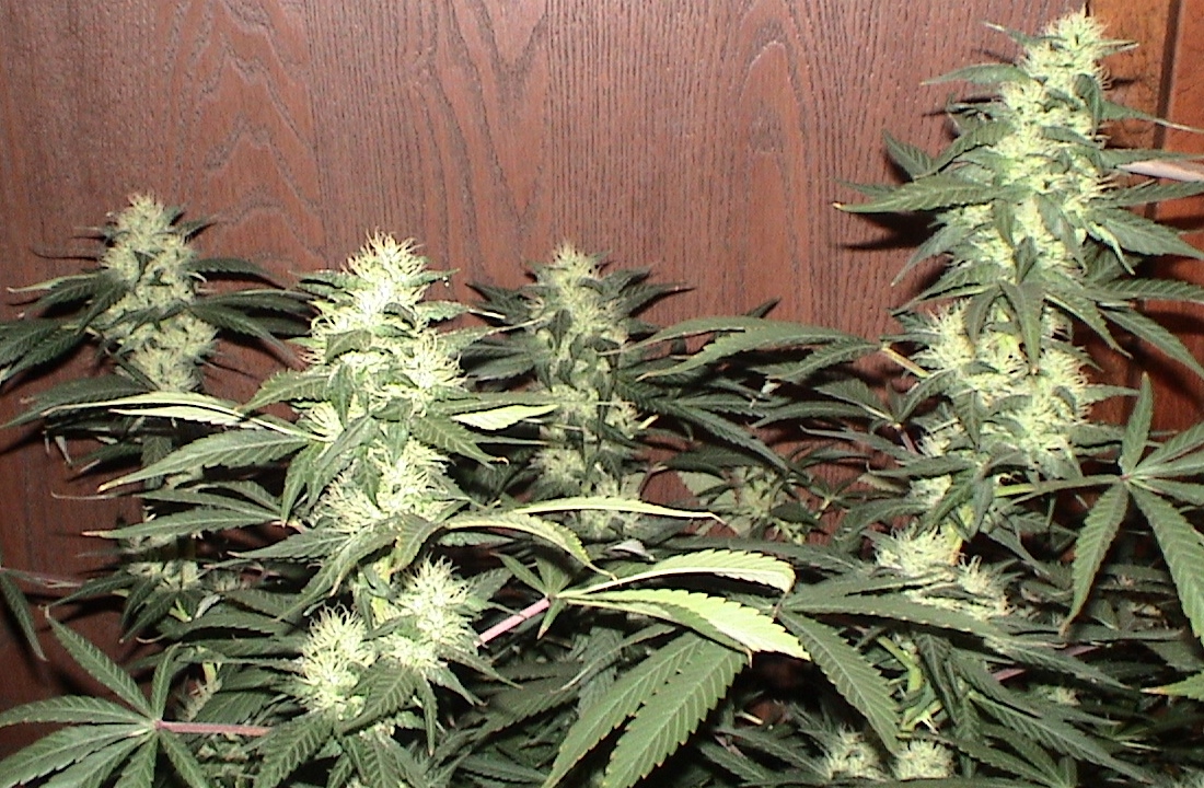 Blueberry up close.jpg