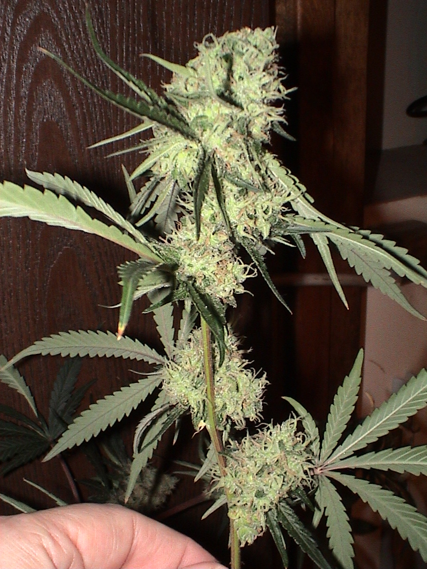 CBD Cola.jpg