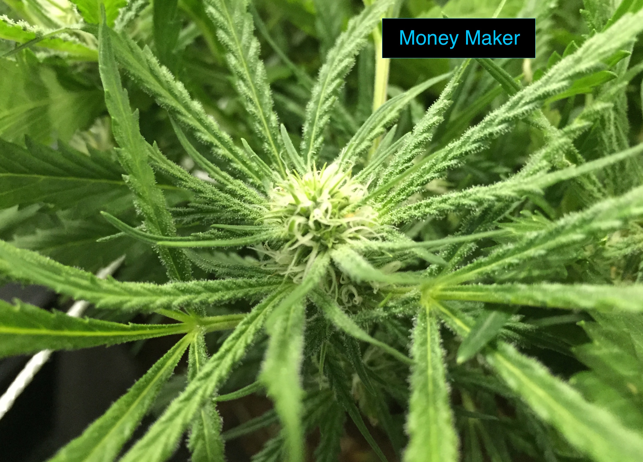 Money Maker bud.jpg