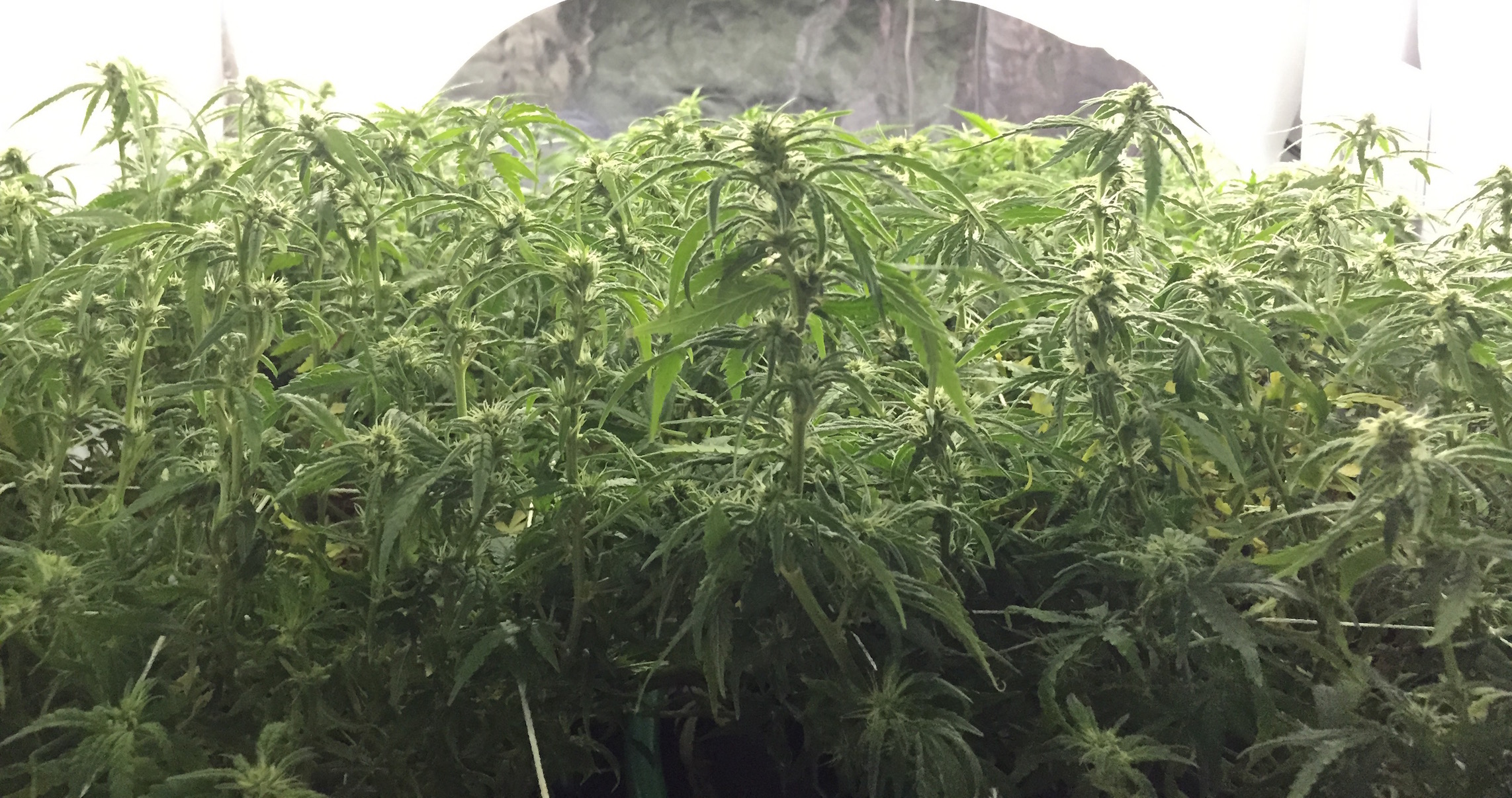 entire canopy.jpg
