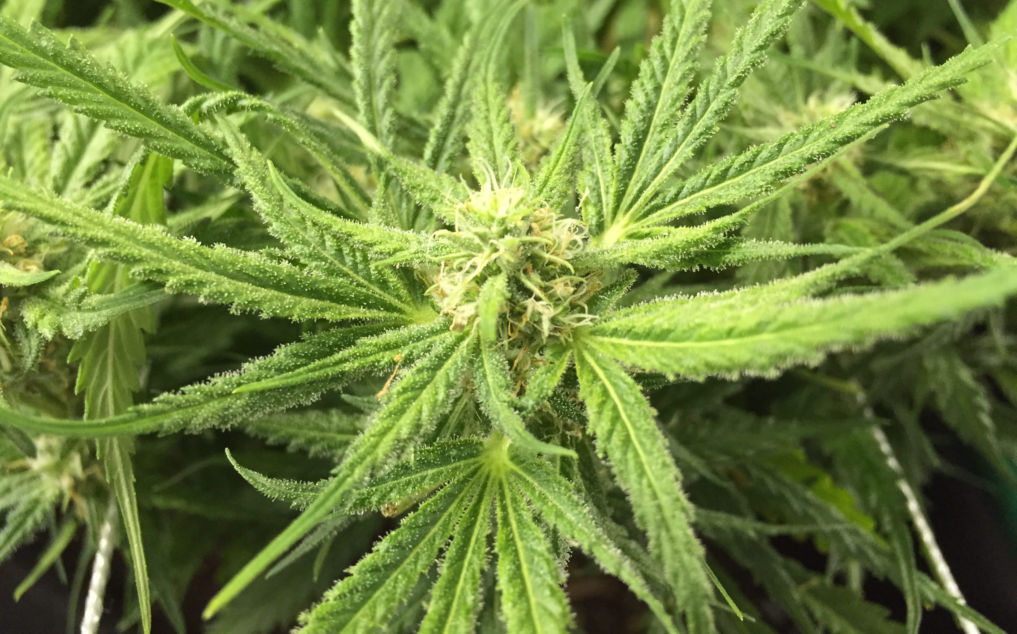 money maker bud.jpg