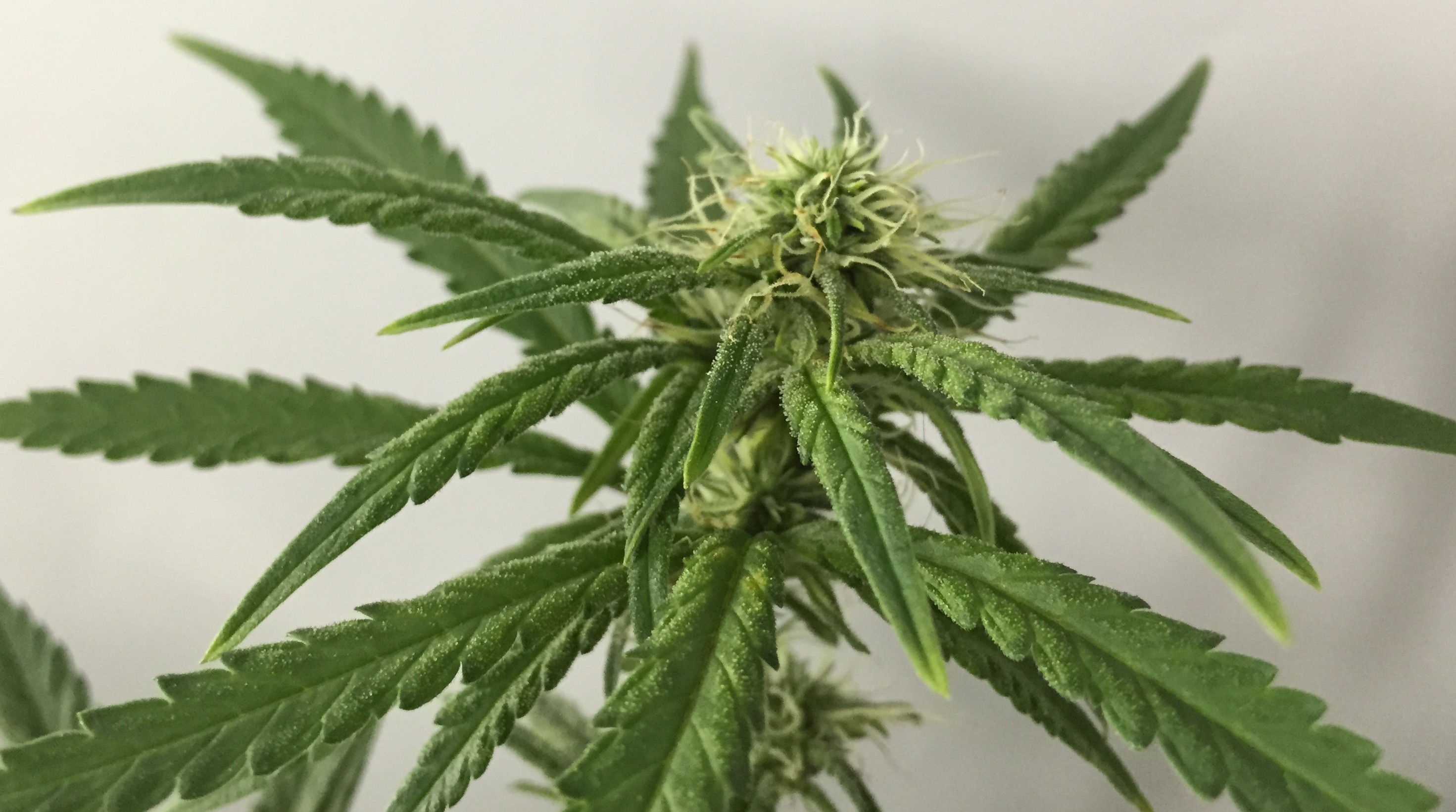 pineapple chunk bud 3.jpg