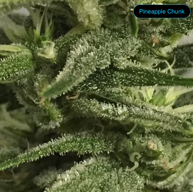 Pineapple Chunk closeup.jpg