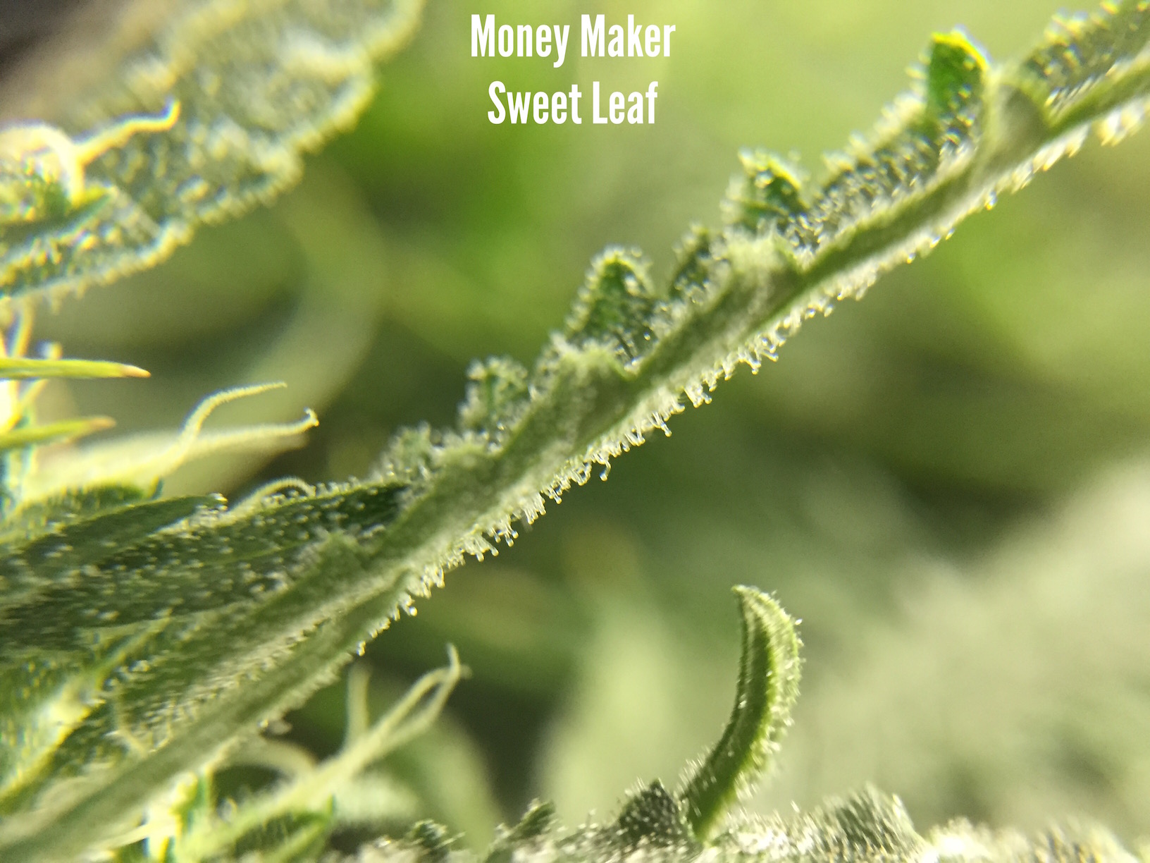 money maker sweet leaf.jpg