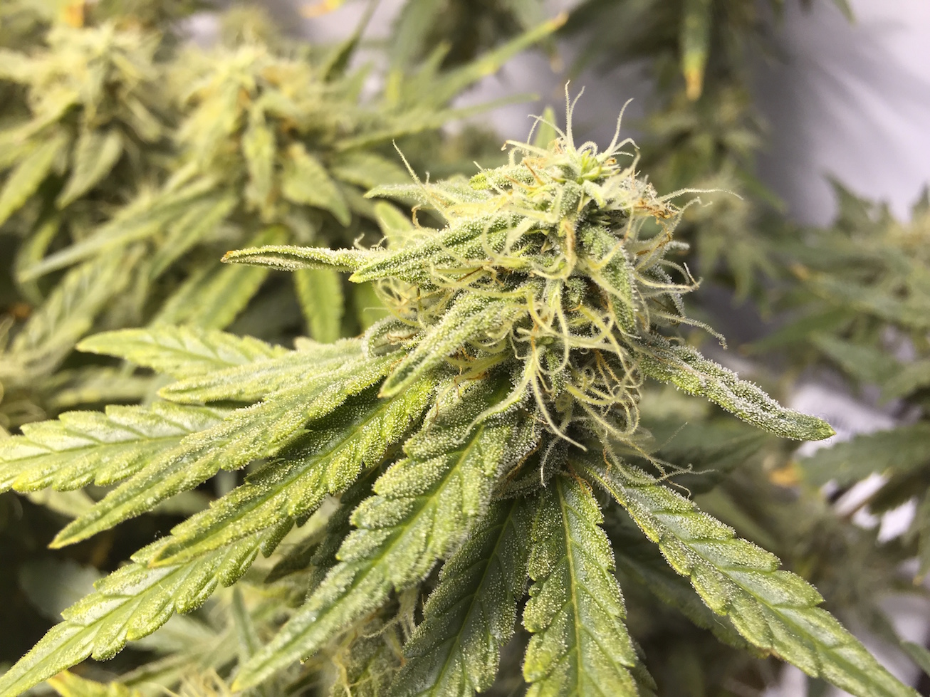 pineapple chunk 3.jpg