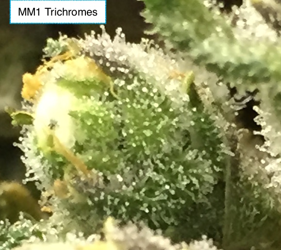 MM1 Trichs.jpg