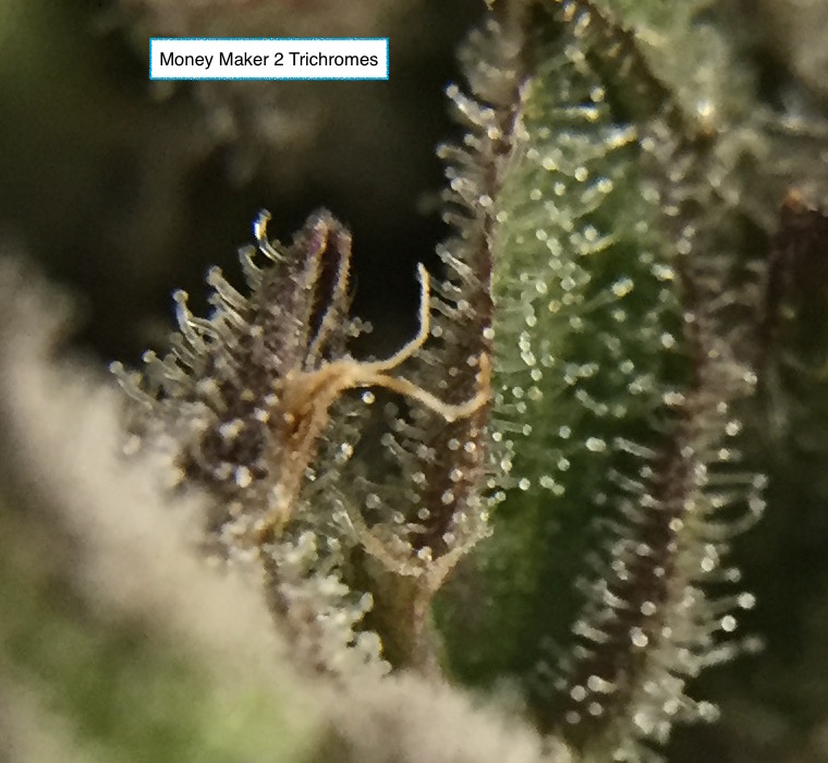 MM2 Trichs.jpg