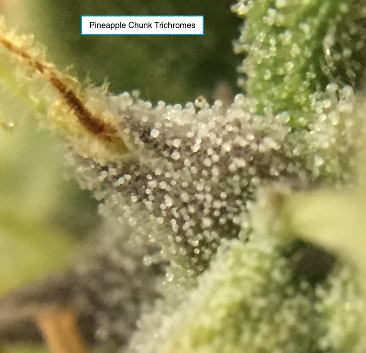 PC Trichs.jpg