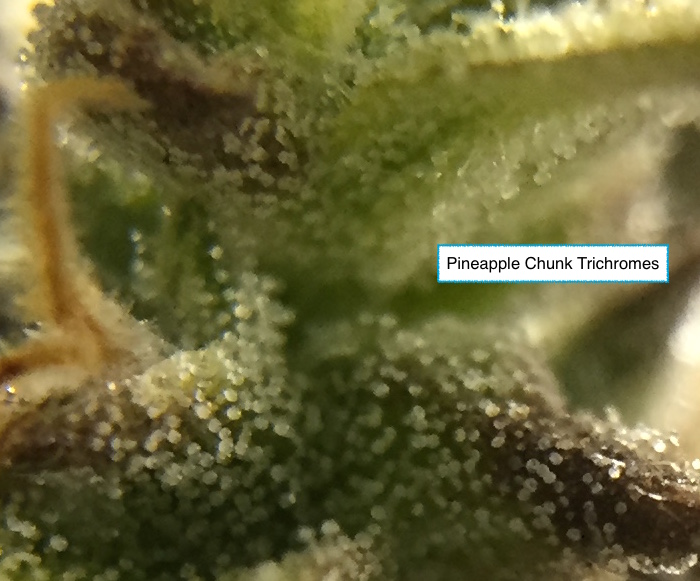 PC Trichs 2.jpg