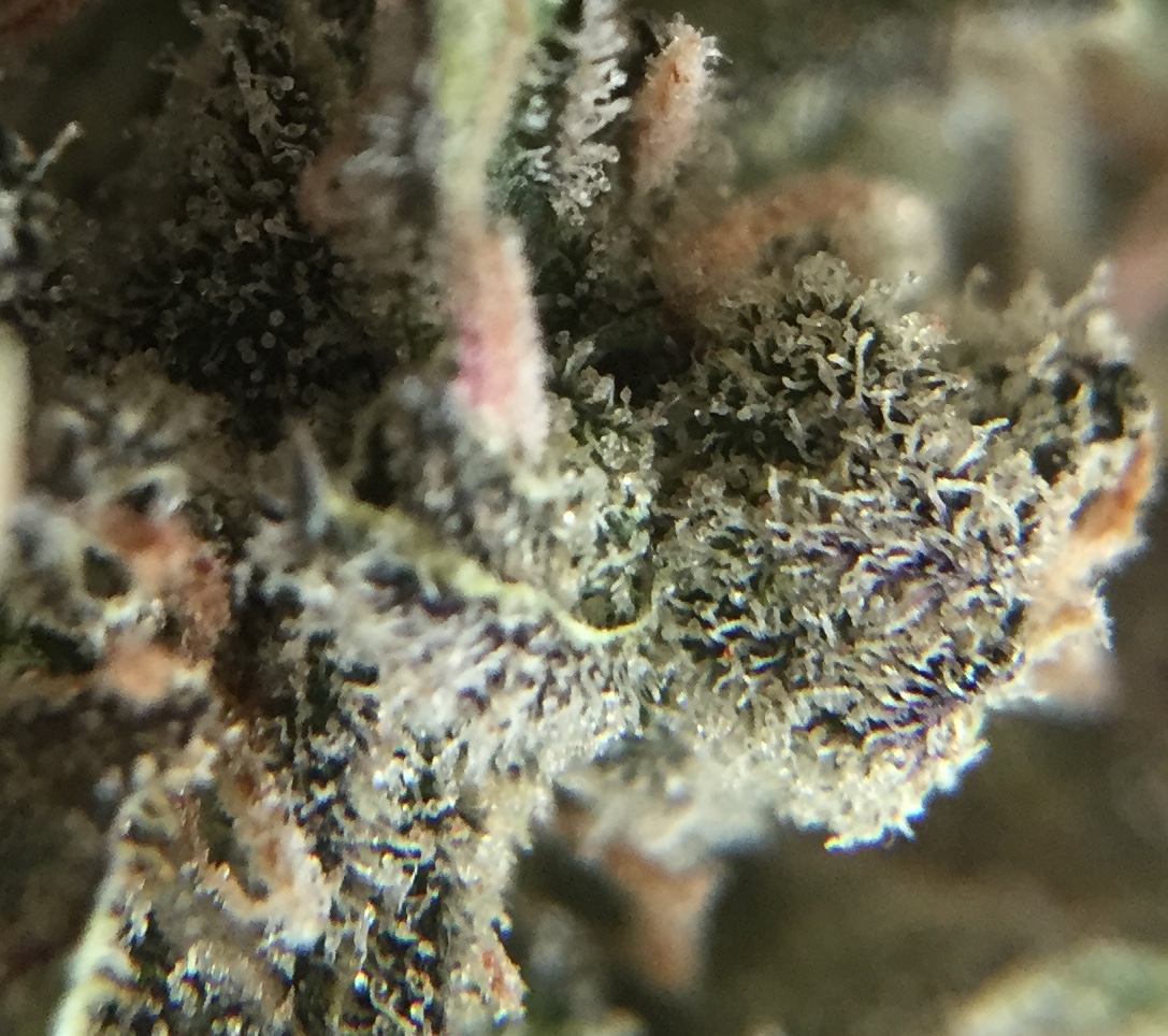 MM trichs.jpg