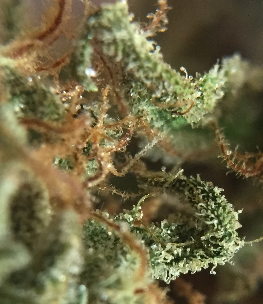 PC trichs.jpg