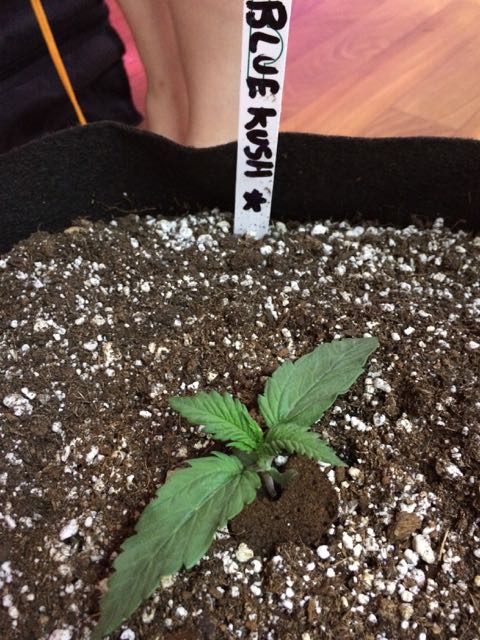 Day 13 Blue Kush Auto.jpg