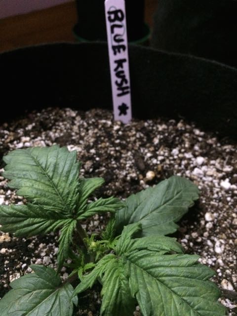 DAY 16 Blue Kush Auto.jpg