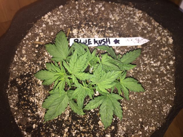 DAY 21 Blue Kush Auto.jpg