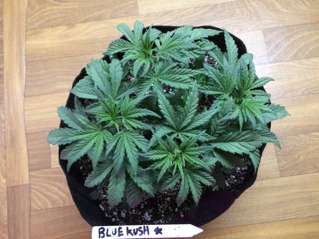 DAY 25 Blue Kush Auto.jpg