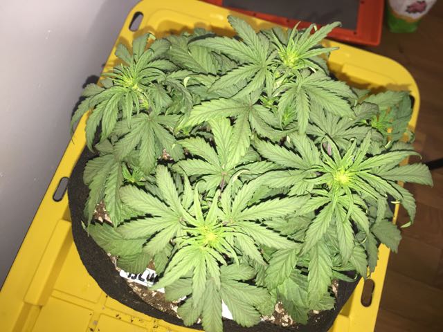 DAY 27 Blue Kush Auto.jpg