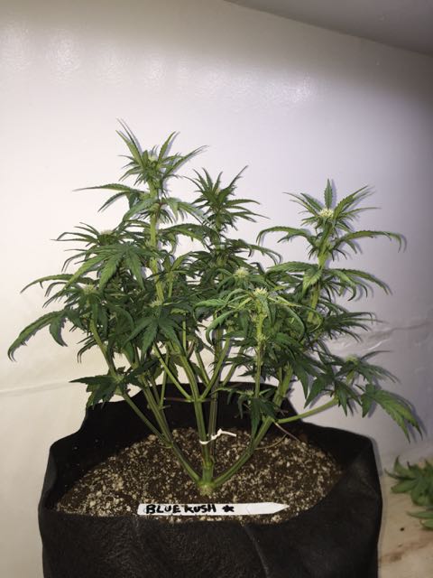 DAY 35 Blue Kush Auto.jpg