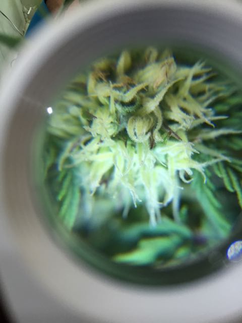 DAY 35 Blue Kush Auto Micro.jpg