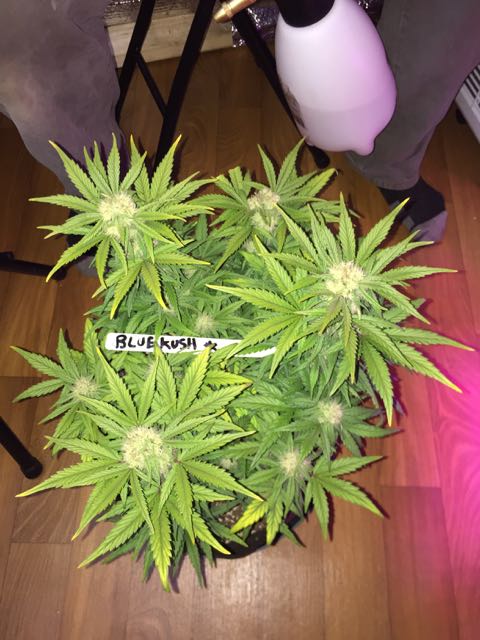 DAY 42 Blue Kush Auto.jpg