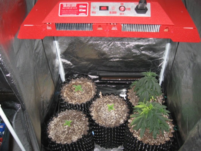 6-2-12 grow 1.JPG