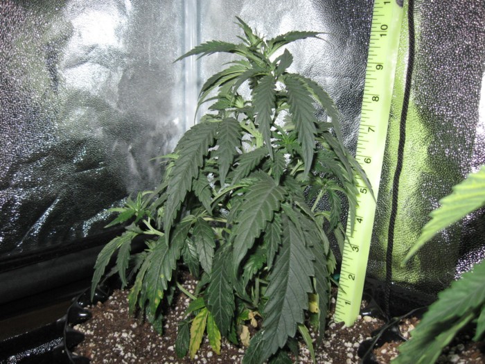 6-2-12 grow 4.JPG
