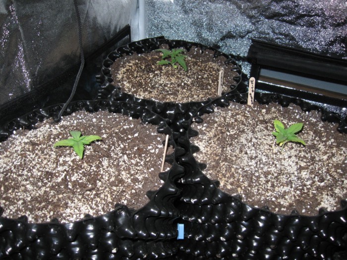 6-2-12 grow 5.JPG