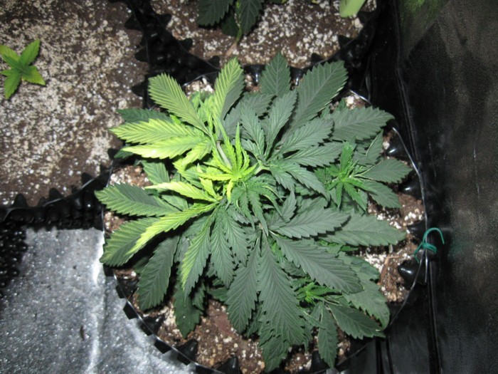 6-2-12 grow 9.JPG