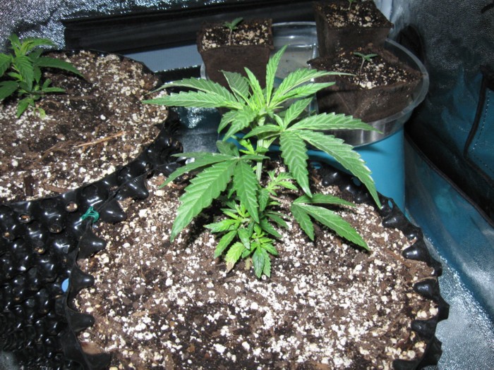 5-24-12 grow 2.JPG