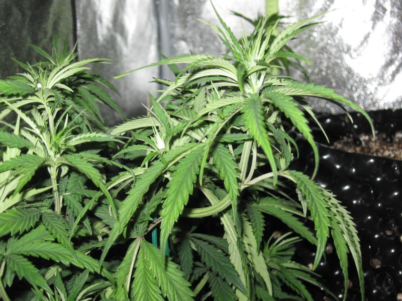 6-17-12 old 1 bend.JPG