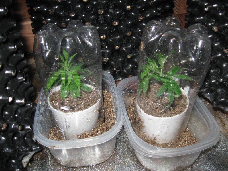 7-1-12 clones.jpg