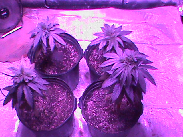 2011-11-15 00.31.32.jpg