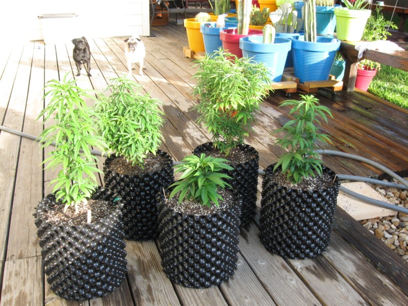 7-6-12 all outside 1.JPG