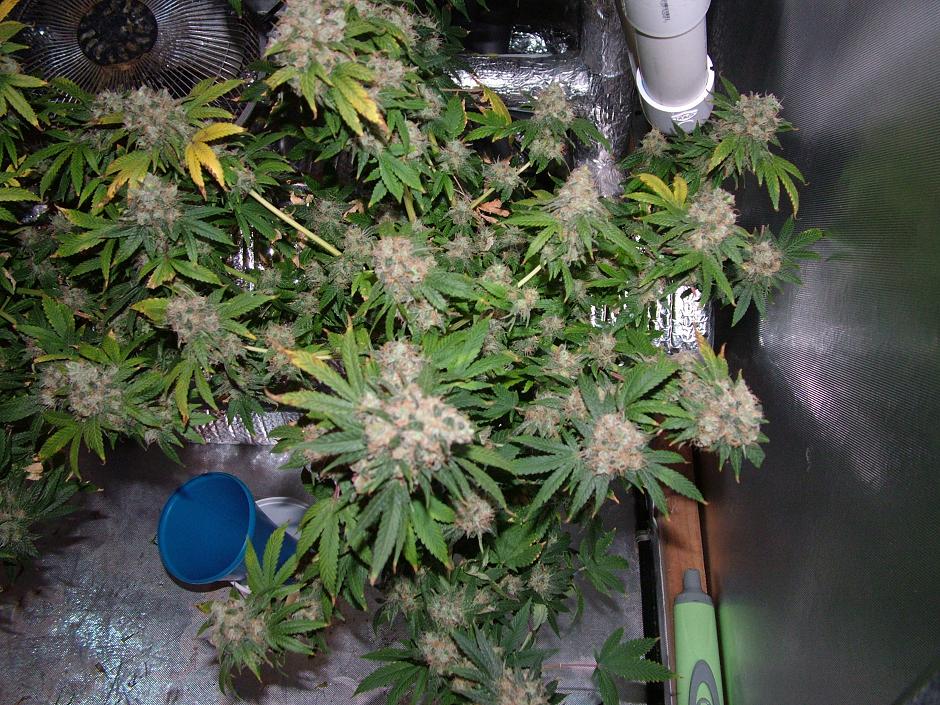 Day 54 flower 002.JPG