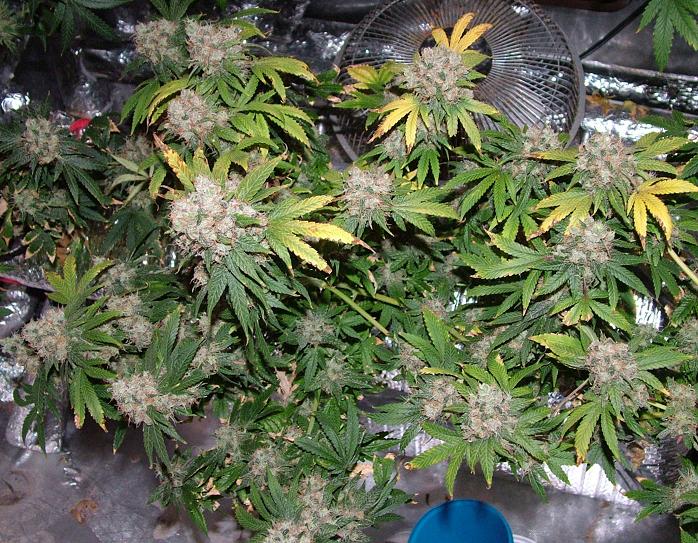 Day 54 flower 003.JPG