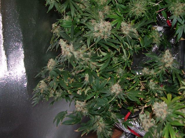 Day 54 flower 004.JPG