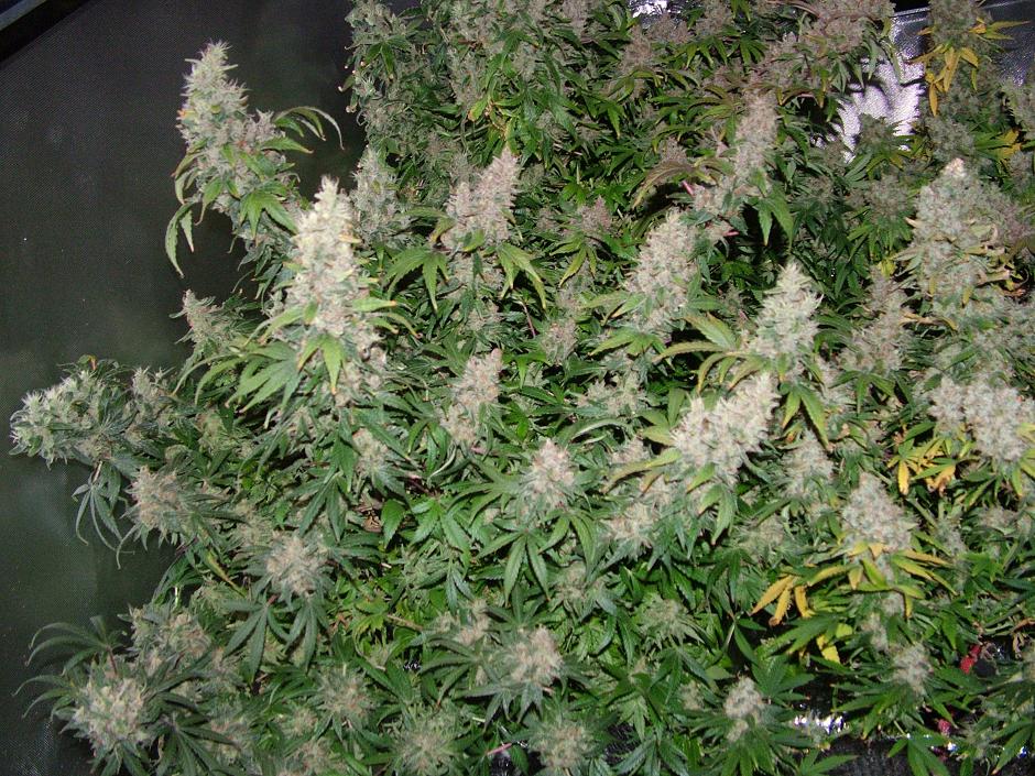 Day 54 flower 005.JPG