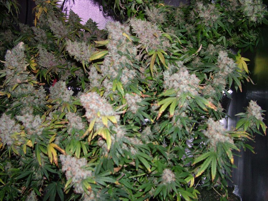 Day 54 flower 007.JPG