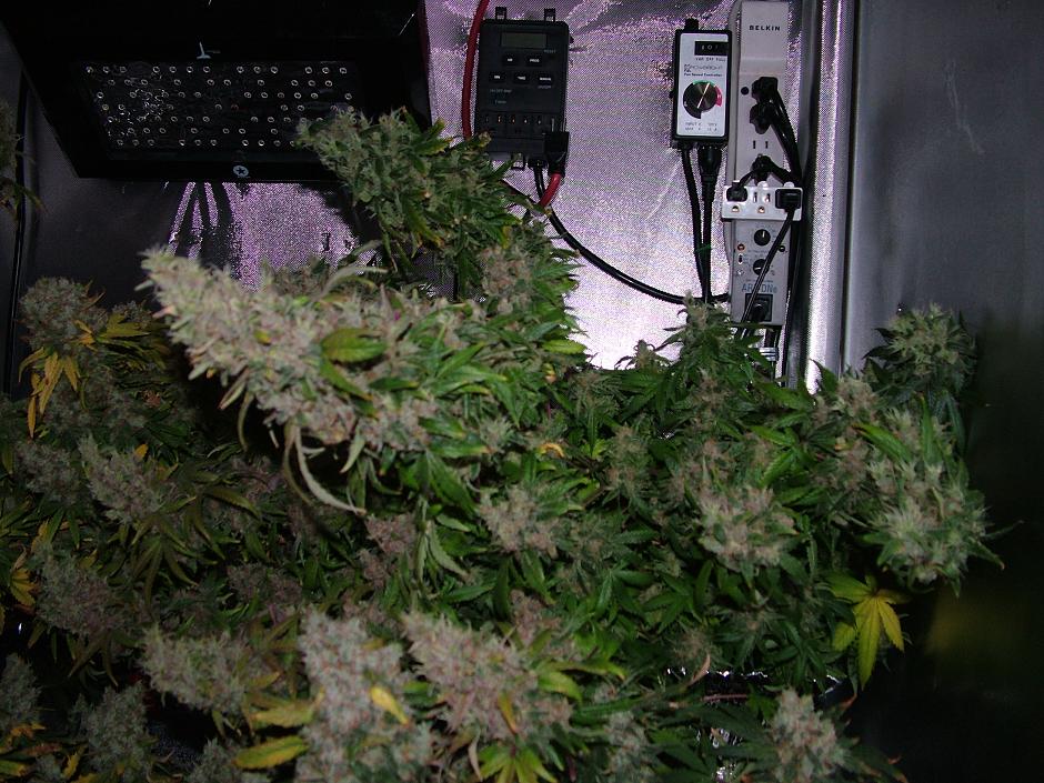 Day 54 flower 008.JPG