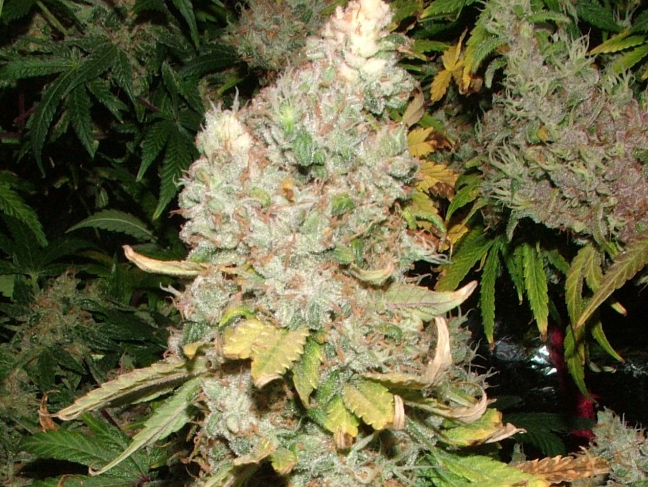 Day 54 flower 016.JPG