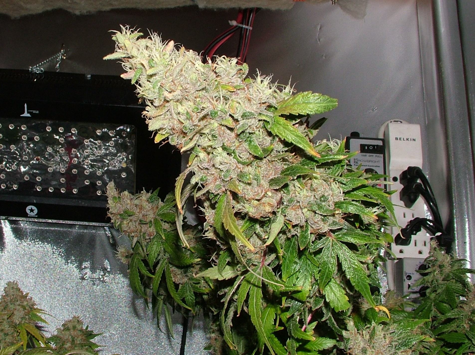 Day 54 flower 017.JPG