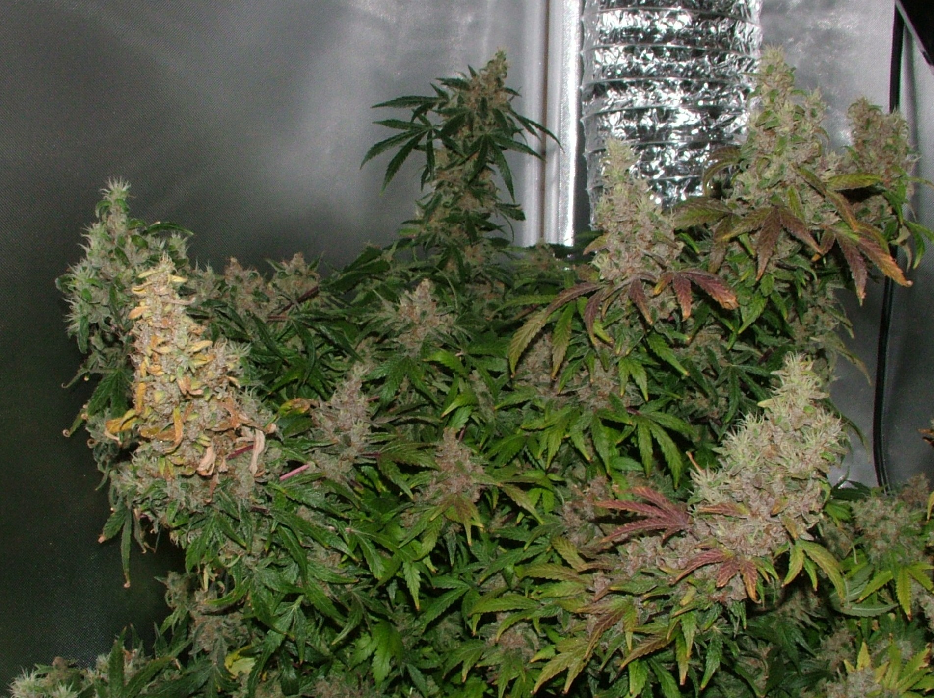 Day 54 flower 018.JPG