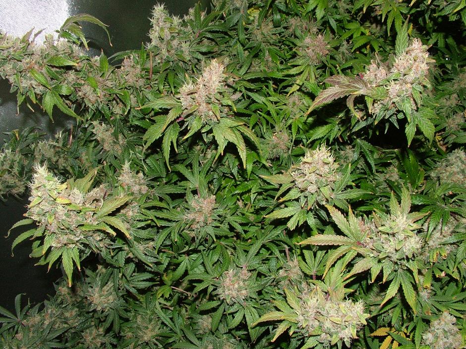 Day 54 flower 020.JPG