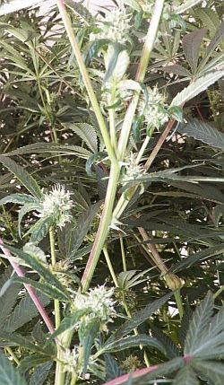 100_0530a.jpg