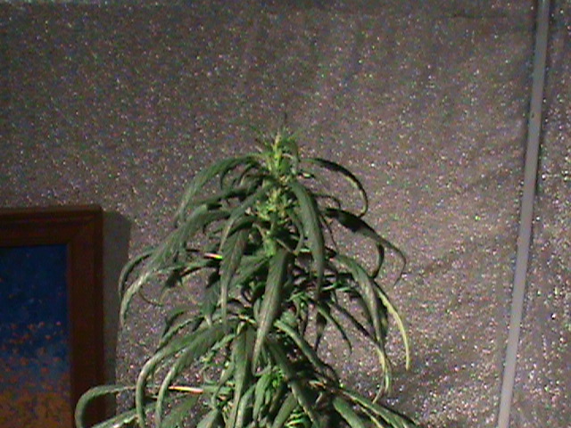 2012-07-15 19.07.40.jpg